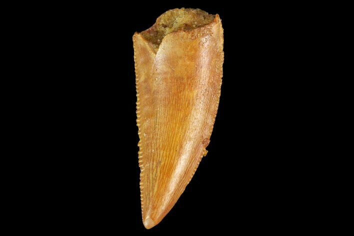 Serrated, Raptor Tooth - Real Dinosaur Tooth #127050